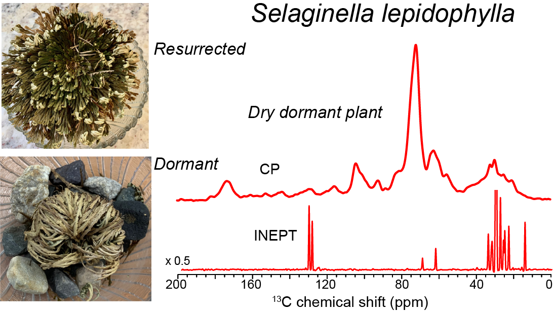 toc-resurplants